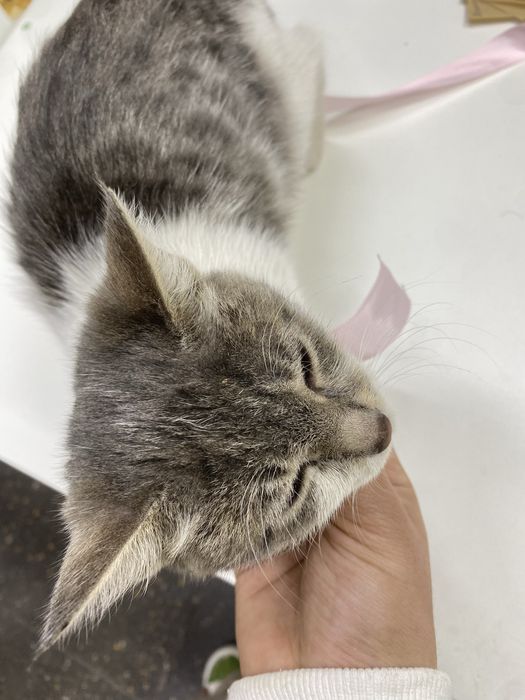 Котенок девочка