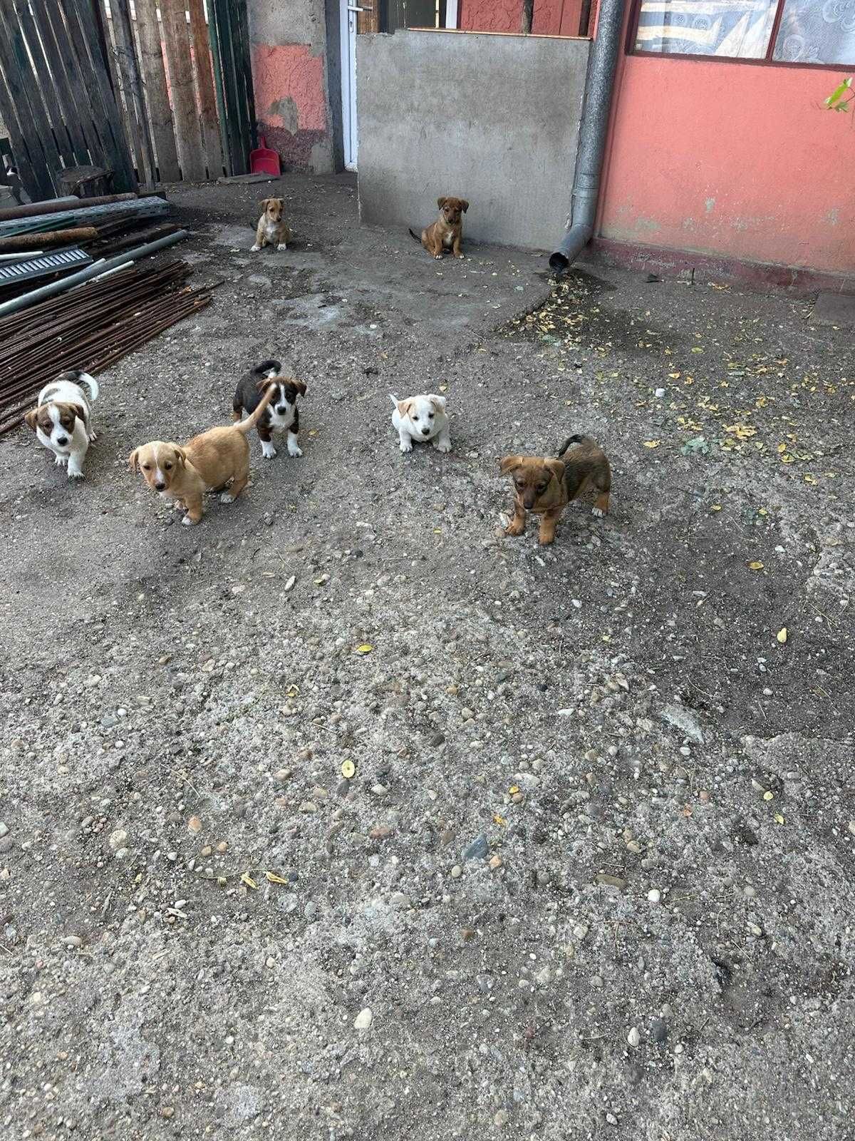 DONEZ catei de talie mica