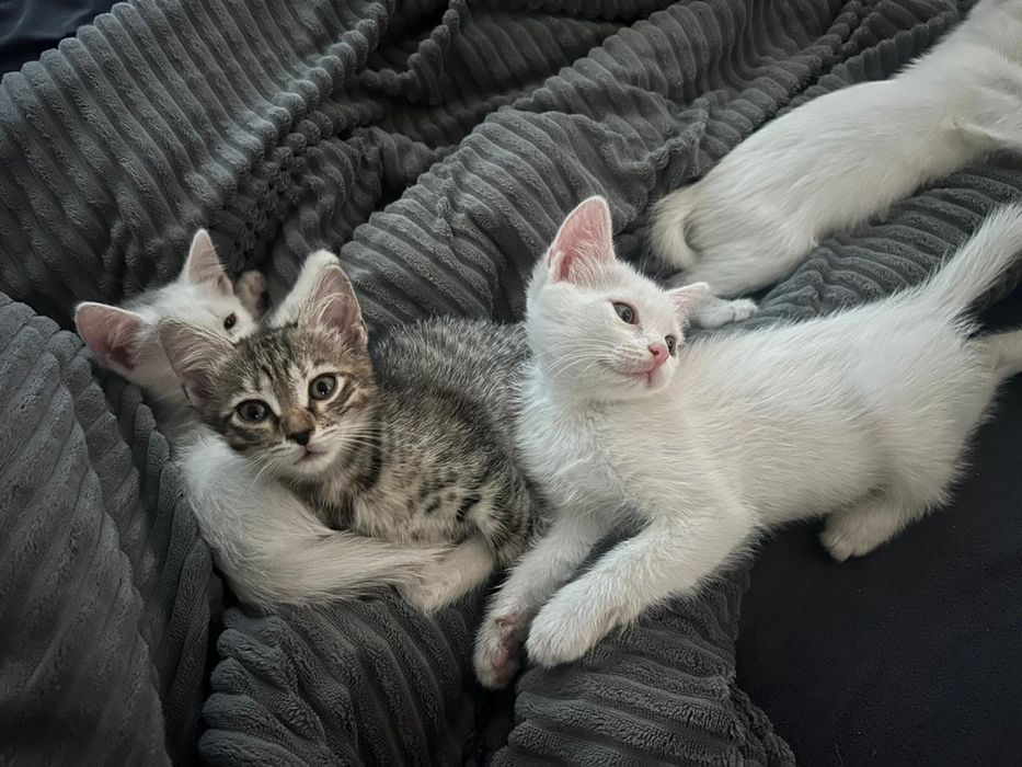 Дарю котят. В добрые заботливые руки.