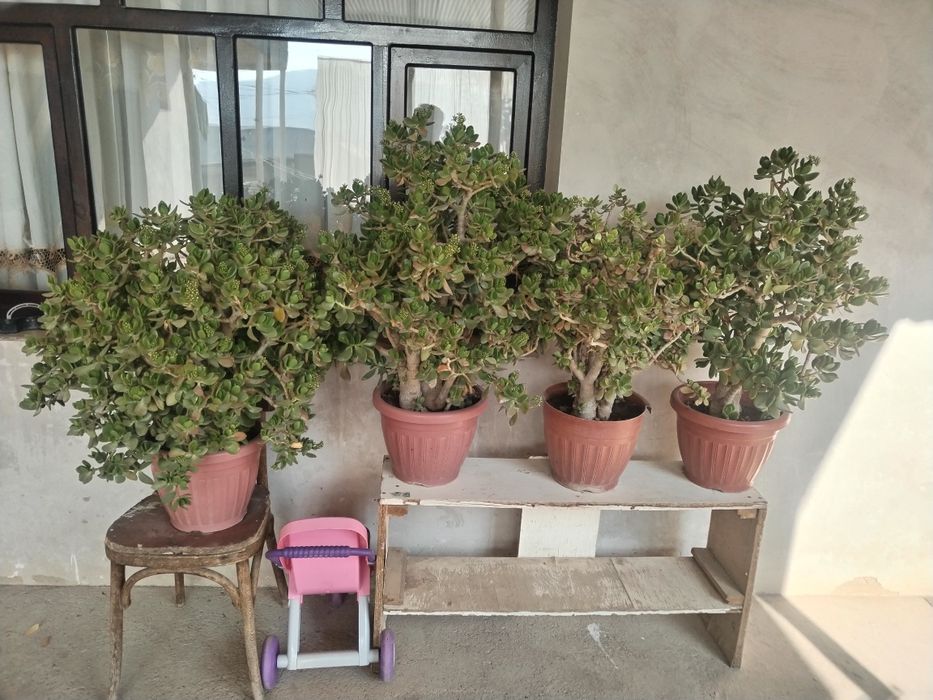 Dollor gullar sotiladi. Доллар продаётся.