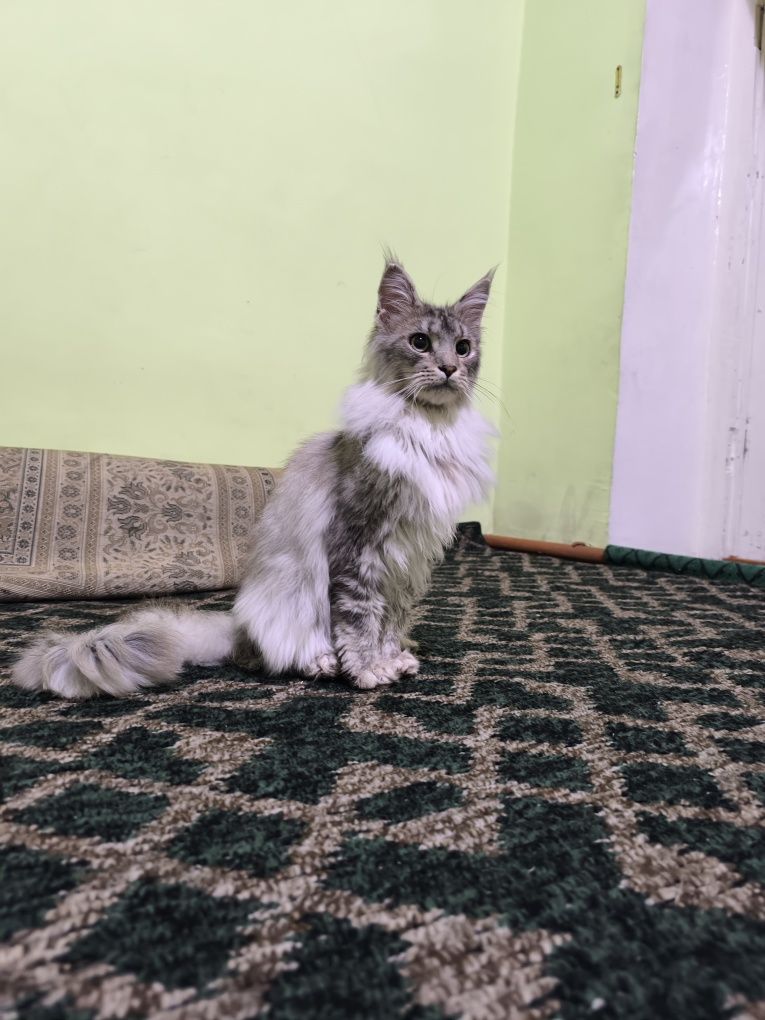 Meyn kun ugil 5oylik kastratsa bolgan