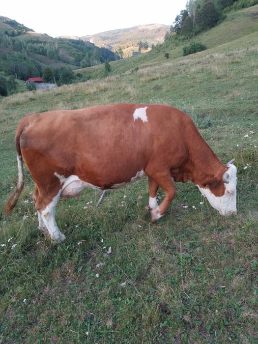 Vaci de vânzare cuminți