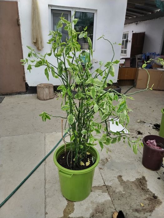 Продается цветок