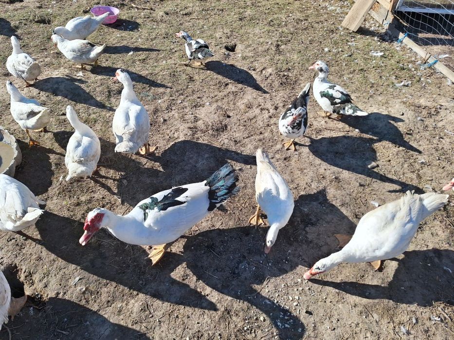 Rațe mute si rățoi la alegere