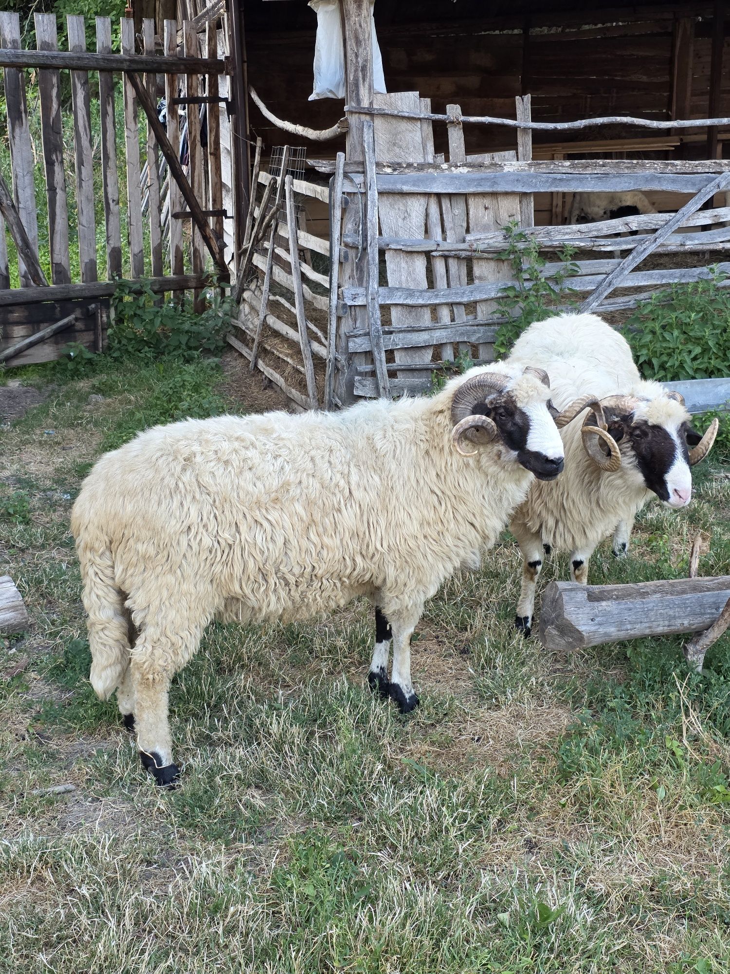Strămior de vanzare!