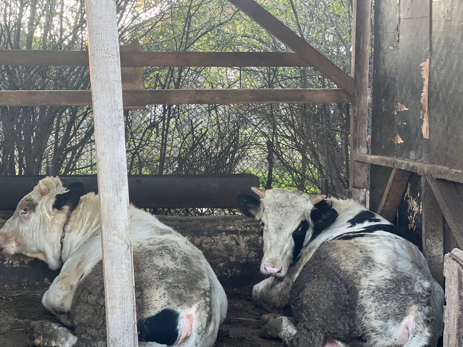 Продаване на крави и телешко месо