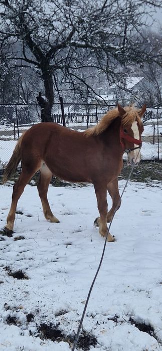 Vând Manza de 7 luni