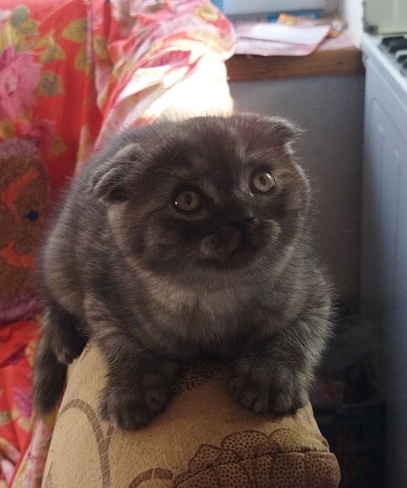 Шотландские котята