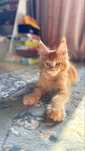 Mascul Maine Coon red solid