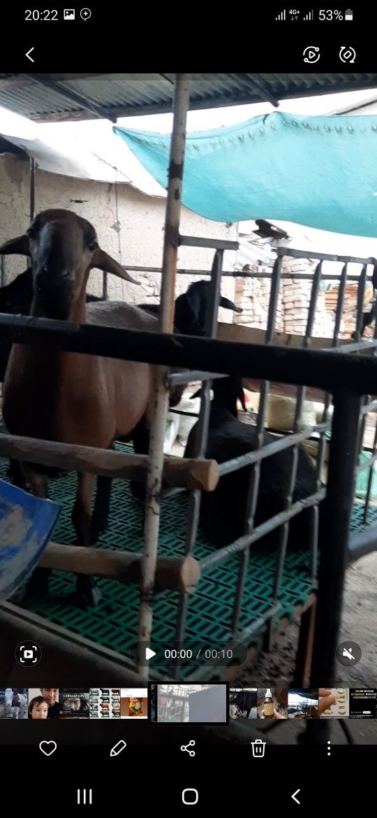Qoyhona b/u 3 milyon kamibor