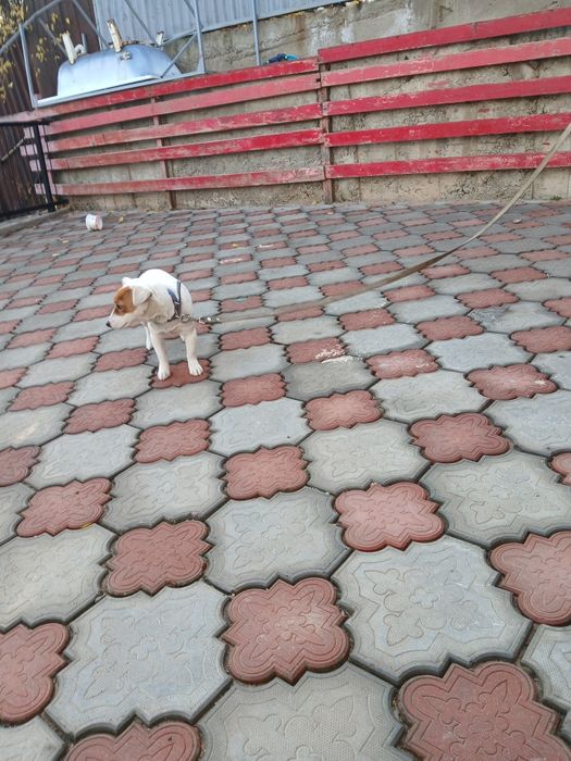 Животное, продам собачонку