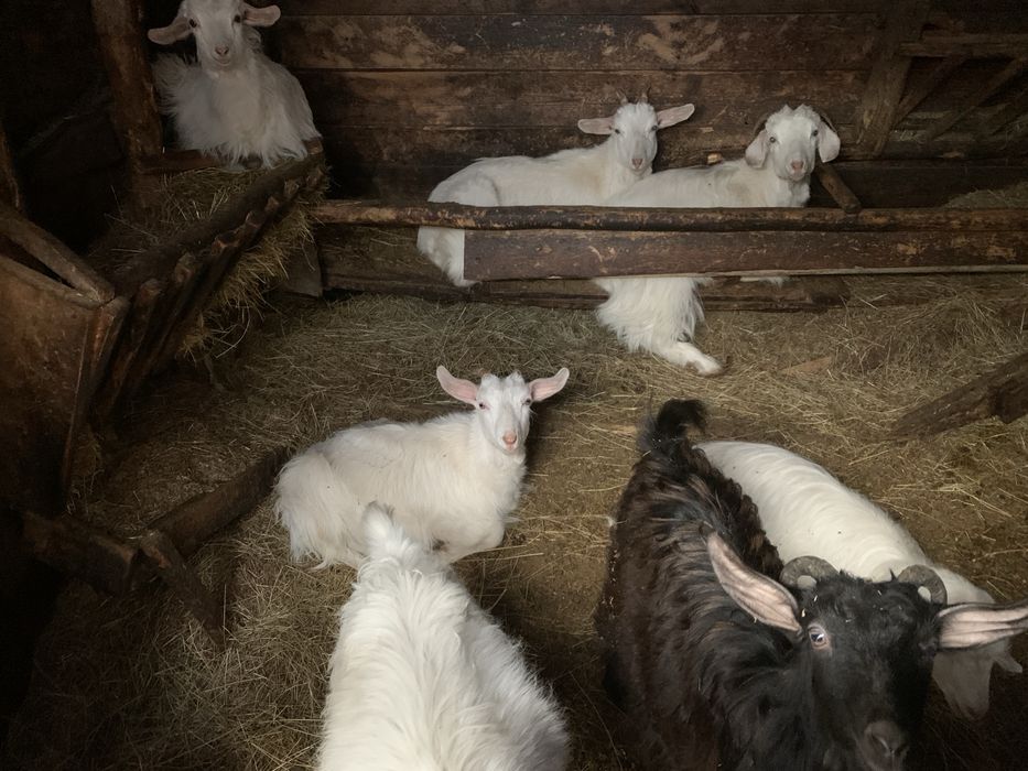 Продавам мъжки скопени ярета за клане!