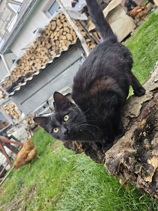 3 motanii spre adoptie
