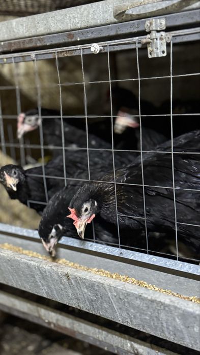 Домашние, черные московские