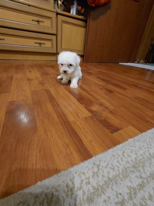 Bichon maltez , baietel