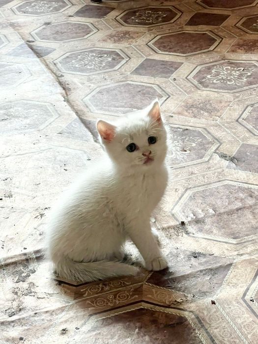 Продаю красивого котенка