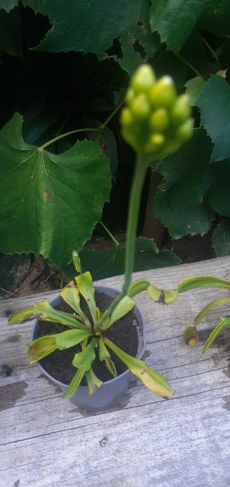 30 Seminte Planta carnivora Dionaea