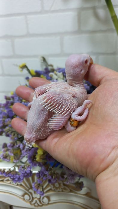 Продаётся птенец Белого ожирелового попугая.