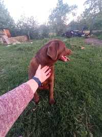 Labrador ciocolatiu, fetiță