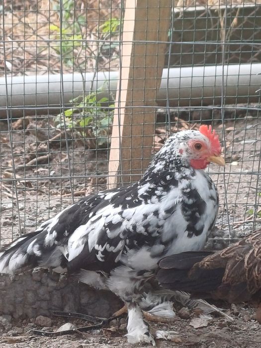 Vând cocoși pitici