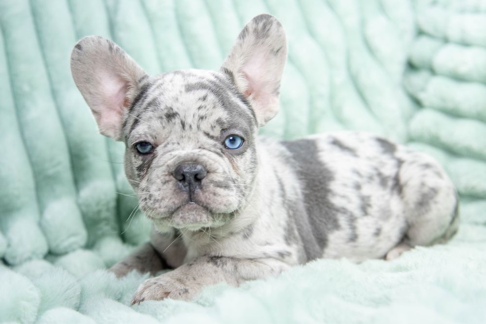Bulldog francez blue merle