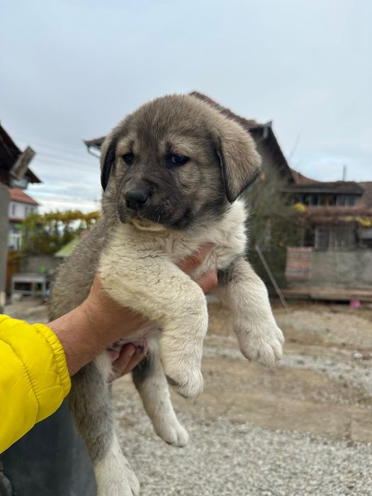 Mascul Ciobanesc de Asia Centrala