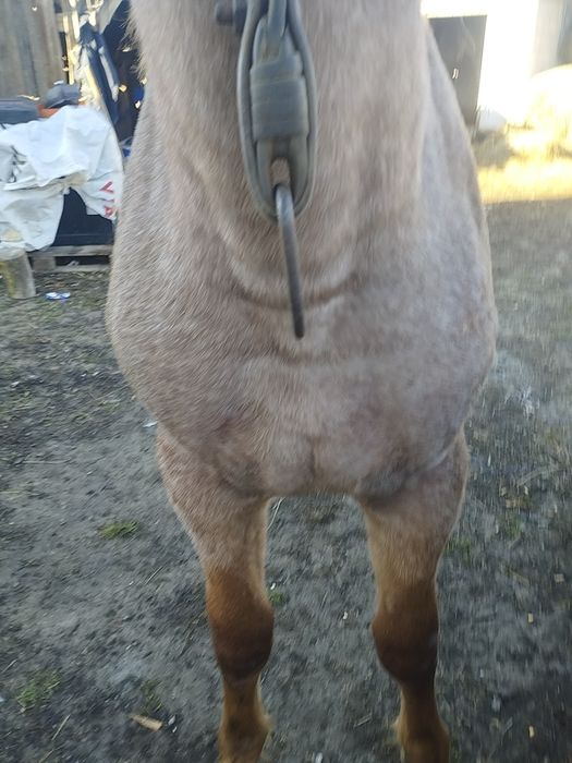 Vând mânz de 3 ani