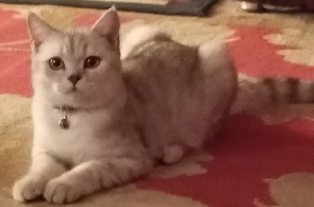 Бухоро шаҳарда Шиншилла ўғил мушук сотилади