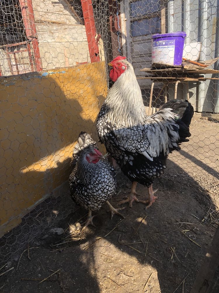 Oua brahma , wyandote, australorp