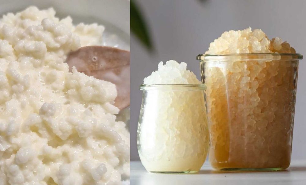 Pachet Ciupercă kefir de lapte și kefir de apă - Culturi vii de chefir