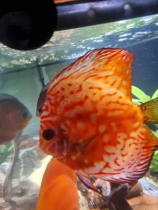 Продавам дискуси 3бр.