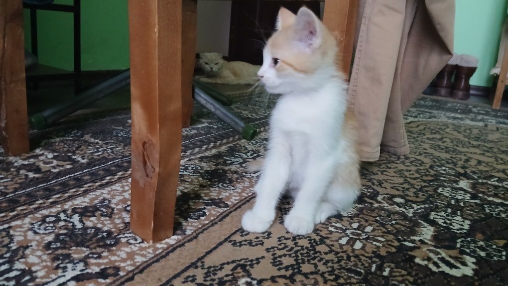 Scottish fold va turetski angora mushuk bolalari sotiladi