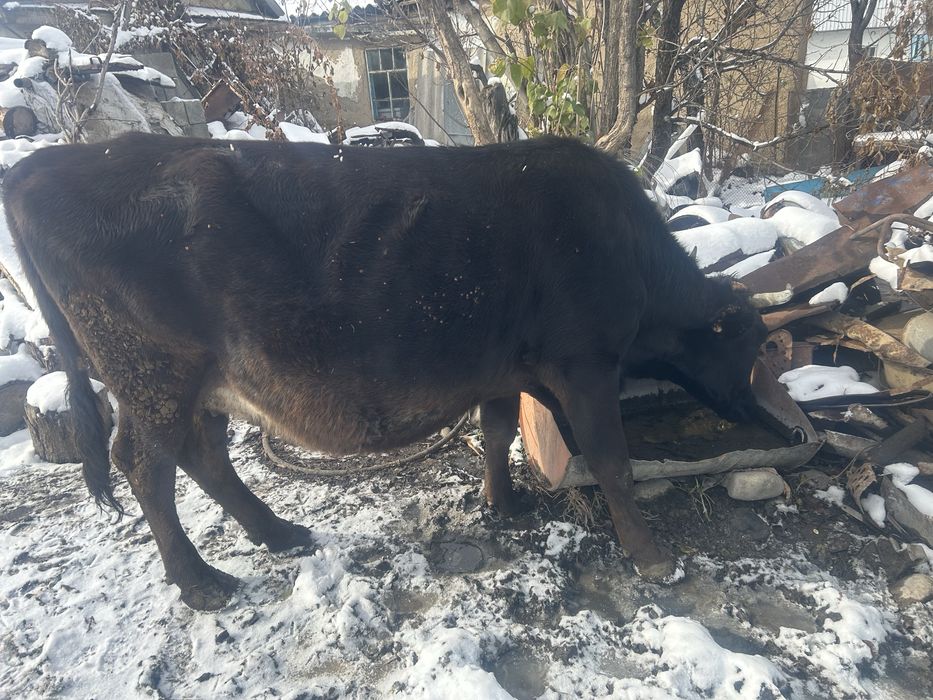 Продам корову ! только звонки