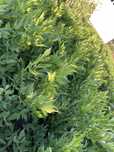 Vand leustean verde