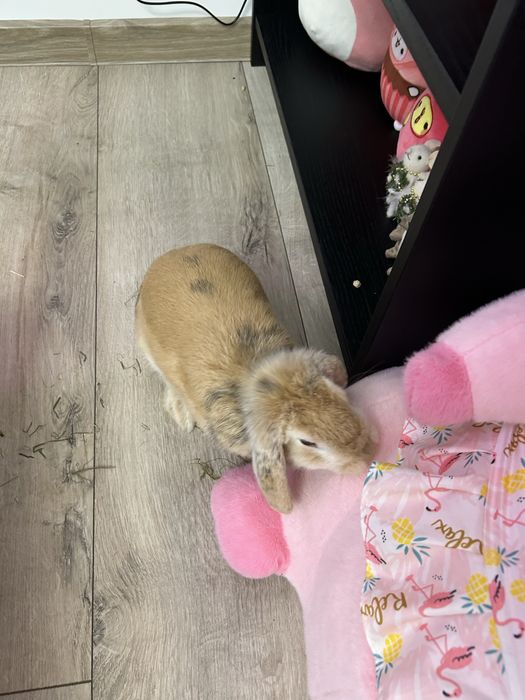 Iepuraş berbec ( lop)