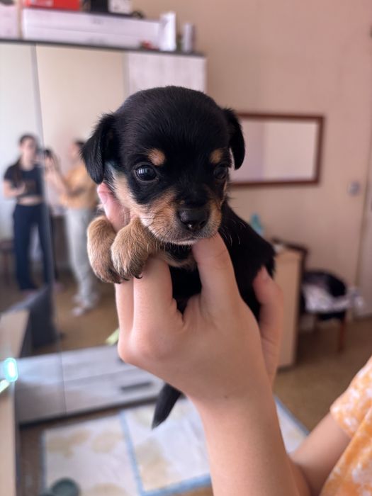 Мъжки чихопинчер с родословие.