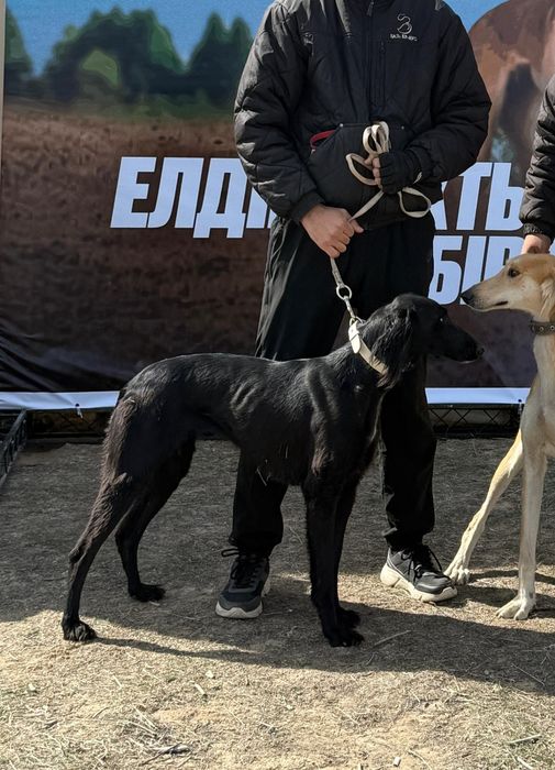 Осы кара тазы жогалды