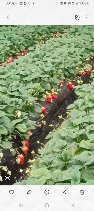 Продавам расат ягоди и малини