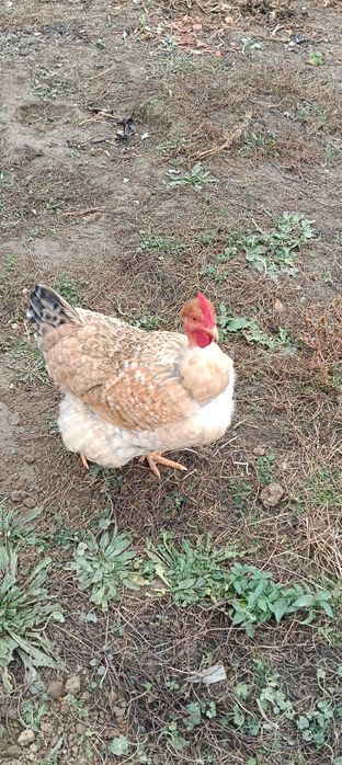 Puicuțe gît golașe la 100 lei