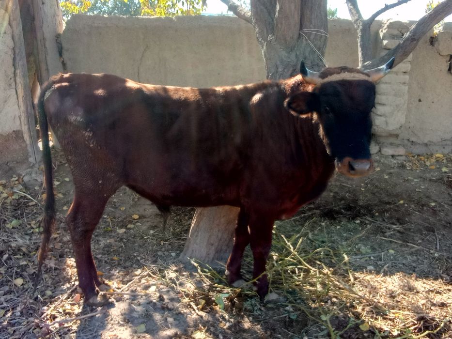 Boqishga tayyor buqa