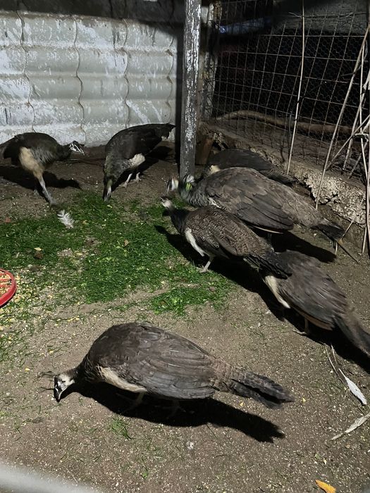 Păuni standard 2025