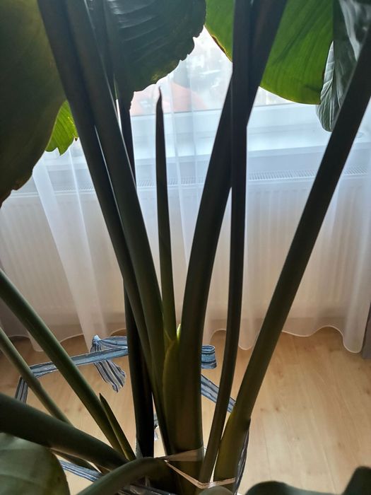 Planta decorativa naturala