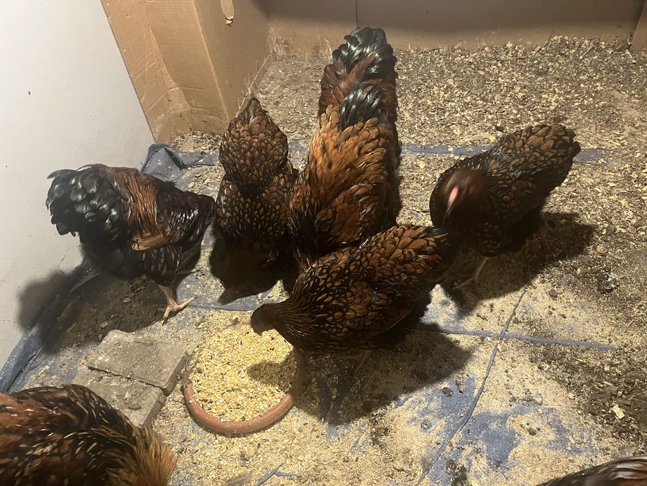 Wyandotte GSG 6-7 luni