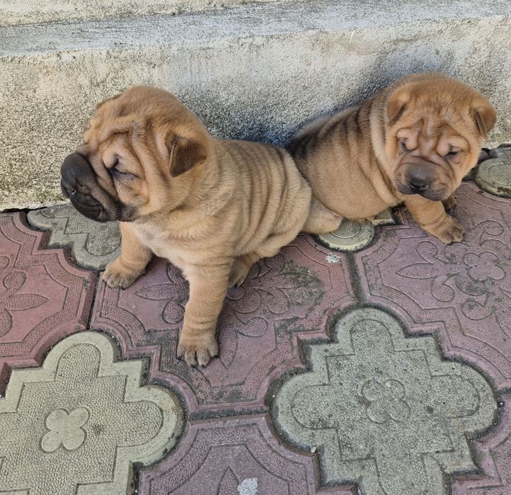 Shar pei drăgălași