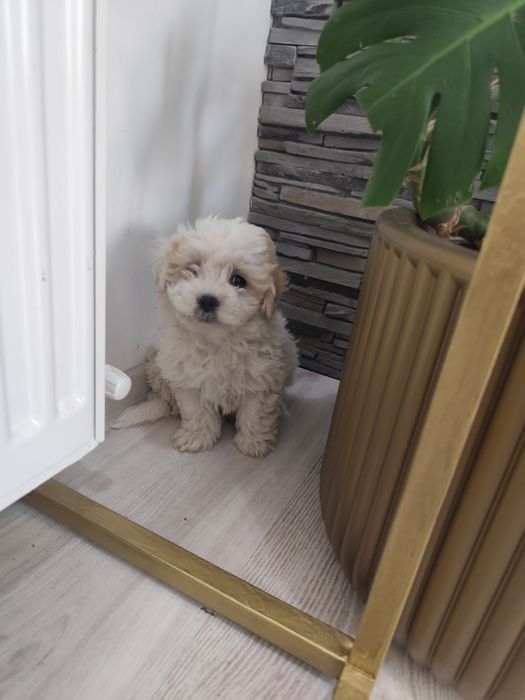 Bichon maltez buzau