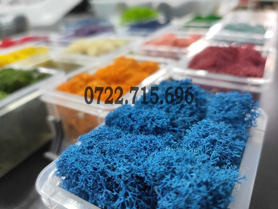 Licheni Constanta, pret Importator direct