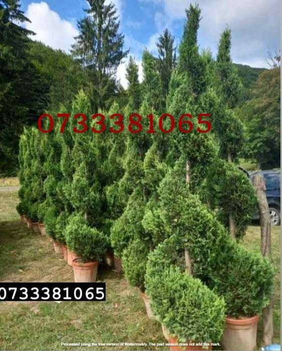 Plante Decorative