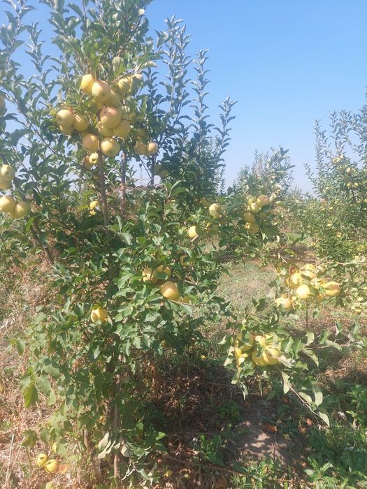 Молодой сад Болеке меняю Есике на участок