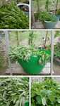Plante medicinale uscate bio