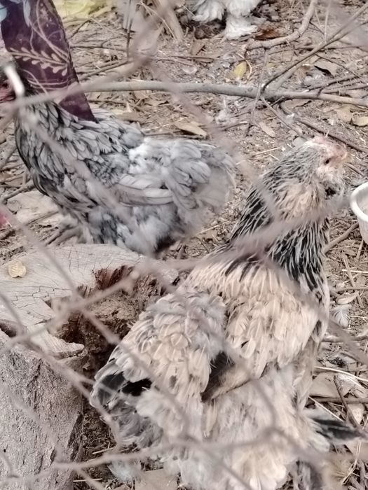 Брама хуроз товуклар сотилади